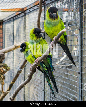 Drei Nanday Sittiche sitzen zusammen auf einem Zweig in der Voliere, bunte und tropische kleine Papageien aus Amerika Stockfoto