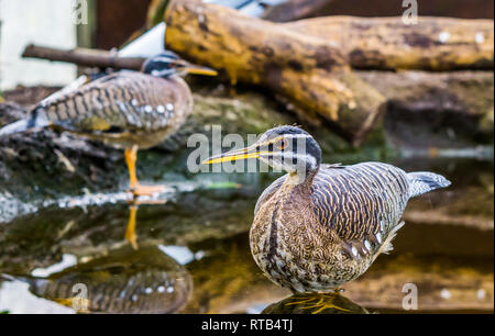 Sunbittern Vogel im Wasser, tropische Vögel aus dem Amazonasbecken von Amerika Stockfoto