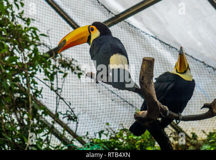 Beiden toco Tukane in einem Baum sitzt oben in der Voliere, bunte tropische Vögel aus Amerika Stockfoto