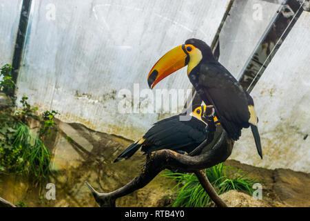 Beiden toco Tukane sitzen auf einem Ast in der Voliere, bunte und tropische Vögel aus Amerika Stockfoto