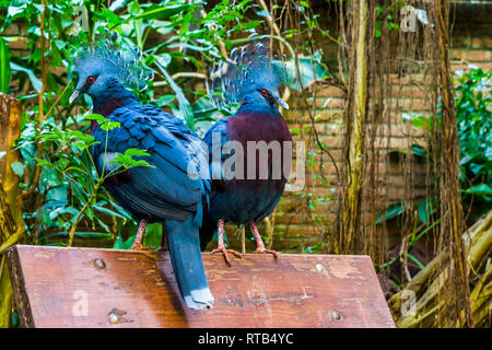 Zwei Victoria gekrönt Tauben zusammen auf einer Bank sitzen, schönen tropischen und bunte Vögel aus Neuguinea, in der Nähe der bedrohten Tiere Stockfoto