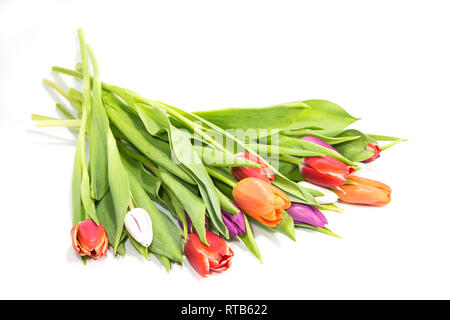 Tulpen Blumenstrauß auf weißem Hintergrund Stockfoto