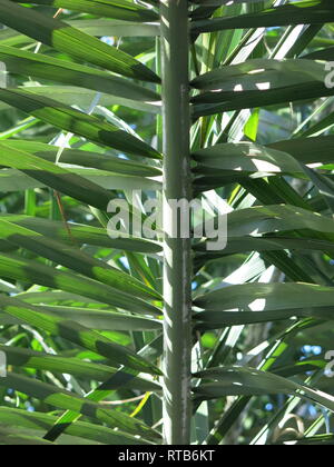 Nahaufnahme einer vertikalen Stamm einer Palme Wedel mit dem Sonnenlicht funkeln durch die Blätter Stockfoto