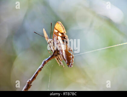 Ein Kalifornien Schwester (Adelpha californica) Schmetterling Sitzstangen auf einem Zweig in Sycamore Canyon, Malibu, CA, USA. Stockfoto