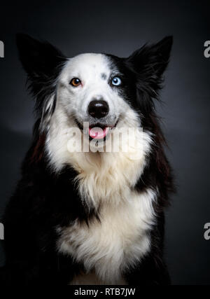 Erstaunlich Border Collie mit braunen und blauen Augen sitzen auf grauem Hintergrund Stockfoto