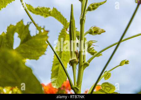 Tolle Nahaufnahme eines Okra (Abelmoschus esculentus) mit blütenknospen und die Reifung und Entwicklung von Obst. Die grüne Samenkapseln des beliebten... Stockfoto