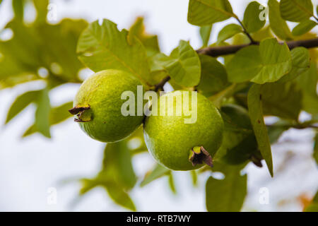 Zwei schöne grüne runde und ovale Früchte Guave (psidium Guajava) zusammen hängen auf einer Guave Baum in einem Garten in Malaysia, Südostasien. Stockfoto