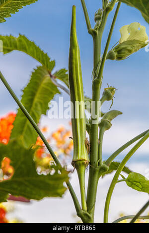 Schöne Nahaufnahme eines Okra (Abelmoschus esculentus) mit dem Reifen Blumen und Obst. Die grüne Samenkapseln sind essbar. Diese okra Pflanze ist... Stockfoto