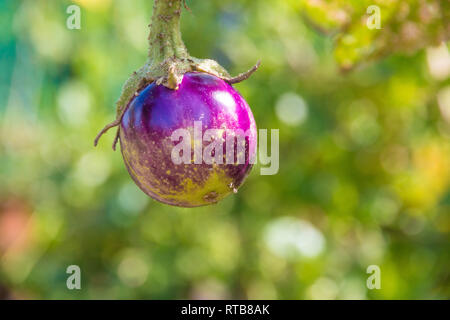 Toller Blick auf eine kleine Runde Hängende lila Thai Auberginen (Urtica) kultiviert und organisch in einem Garten in Südostasien angebaut. Stockfoto