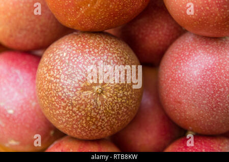 Schöne Nahaufnahme Blick auf eine gezupfte schöne rote Passionsfrucht (Passiflora edulis), die auf mehrere andere reife Früchte der Leidenschaft gestapelt ist... Stockfoto