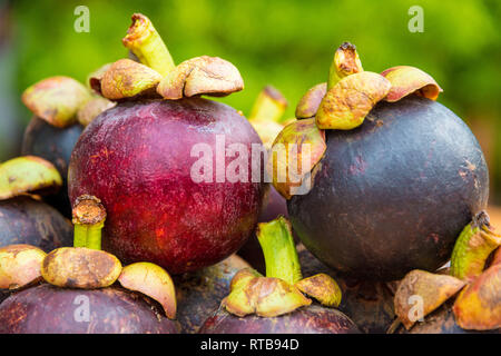 Schönes Bild von zwei reife rötlich-violetten Mangostane (Garcinia mangostana) Früchte, übereinander gestapelt. Die Früchte mit ihren grünen Stiele sind... Stockfoto