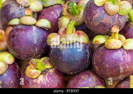 Schönes high-angle Sicht vieler Reif lila Mangostan Frucht (Garcinia mangostana) übereinander gestapelt. Organisch gewachsen und frisch geerntet... Stockfoto