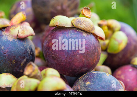 Schöne Nahaufnahme eines herausgegriffen Mangostan Frucht (Garcinia mangostana) oben auf andere Früchte gestapelt. Die reifen Mangostanfrucht... Stockfoto