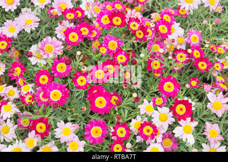 Meteor rot und rosa Feld Gänseblümchen Gänseblümchen, Ligurien, Italien, Stockfoto