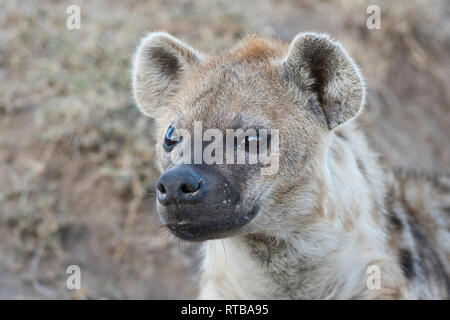 Tüpfelhyäne (Crocuta crocuta), Porträt einer erwachsenen Frau. Stockfoto