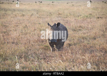 Weiß oder Gras Nashörner (Rhinocerotidae)) Stockfoto