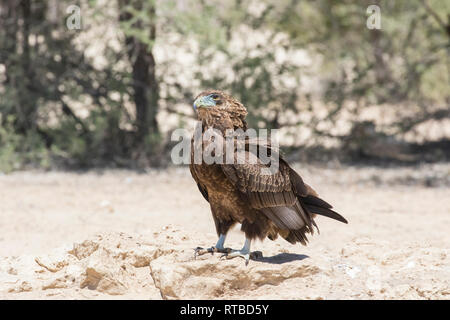 Kinder sie Eagle (Terathopius ecaudatus) mit den Augen erhoben, Kgalagadi Transfrontier Park, Northern Cape, Südafrika hoch auf Felsen, in der Nähe Stockfoto