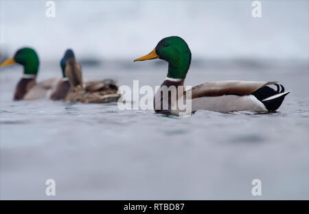 Männliche Stockente Schwimmen in der Gruppe mit anderen Enten Stockfoto