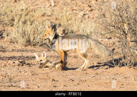 Cape Fox, Vulpes Chama, Spielen mit einem jungen Cub in der Morgendämmerung, Kgalagadi Transfrontier Park, Northern Cape, Südafrika Stockfoto