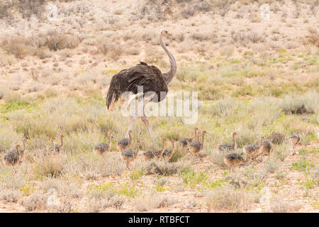 Weibliche Strauß (Struthio camelus) mit Brut von Küken, Kgalagadi Transfrontier Park, Kalahari, Northern Cape, Südafrika, Wandern, flugunfähige, Ende Stockfoto