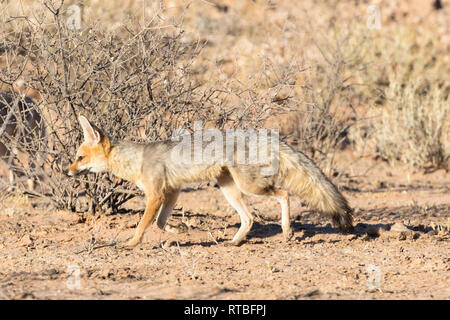 Cape Fox oder Silber-backed Fox, Vulpes Chama, in der Dämmerung, Jagd, Stalking, Kgalagadi Transfrontier Park, Northern Cape, Kalahari, South Afrcia Stockfoto