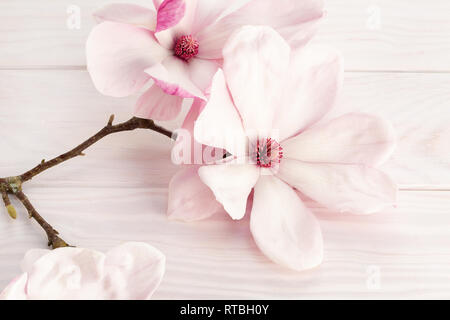Magnolia x soulangeana Blume auf weißem Holz- Hintergrund Stockfoto