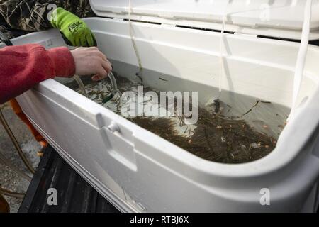 MANCHESTER, Washington - Discovery Alternative High School Kursteilnehmer Travis Avery bereit, einen Container von Coho Lachs schlüpflinge Für die Freisetzung in Beaver Creek am Marinestützpunkt Kitsap - Manchester Feb 7. Die Naval Supply System Befehl Fleet Logistics Center (FLC) NAVSUP Puget Sound Kraftstoff Abteilung hosted lokale High School Studenten 15.000 frisch geschlüpfte Lachs in die wasserlauf durch die Anlage als Teil eines laufenden Schule Projekt zu helfen des Puget Sound Lachs Bevölkerung wiederherstellen zu lösen. Stockfoto