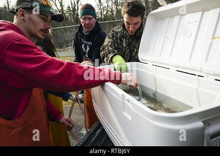 MANCHESTER, Washington - Discovery Alternative High School Kursteilnehmer Travis Avery bereit, einen Container von Coho Lachs schlüpflinge Für die Freisetzung in Beaver Creek am Marinestützpunkt Kitsap - Manchester Feb 7. Die Naval Supply System Befehl Fleet Logistics Center (FLC) NAVSUP Puget Sound Kraftstoff Abteilung hosted lokale High School Studenten 15.000 frisch geschlüpfte Lachs in die wasserlauf durch die Anlage als Teil eines laufenden Schule Projekt zu helfen des Puget Sound Lachs Bevölkerung wiederherstellen zu lösen. Stockfoto