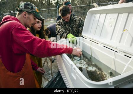 MANCHESTER, Washington - Discovery Alternative High School Kursteilnehmer Travis Avery bereit, einen Container von Coho Lachs schlüpflinge Für die Freisetzung in Beaver Creek am Marinestützpunkt Kitsap - Manchester Feb 7. Die Naval Supply System Befehl Fleet Logistics Center (FLC) NAVSUP Puget Sound Kraftstoff Abteilung hosted lokale High School Studenten 15.000 frisch geschlüpfte Lachs in die wasserlauf durch die Anlage als Teil eines laufenden Schule Projekt zu helfen des Puget Sound Lachs Bevölkerung wiederherstellen zu lösen. Stockfoto