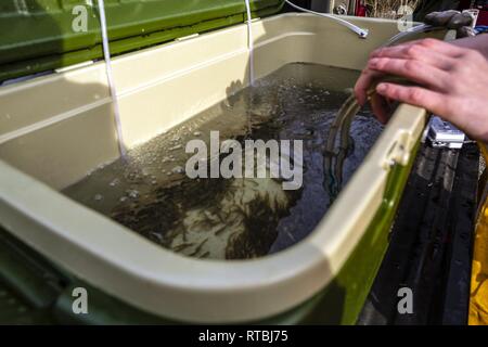 MANCHESTER, Washington - Discovery Alternative High School Kursteilnehmer Travis Avery bereit, einen Container von Coho Lachs schlüpflinge Für die Freisetzung in Beaver Creek am Marinestützpunkt Kitsap - Manchester Feb 7. Die Naval Supply System Befehl Fleet Logistics Center (FLC) NAVSUP Puget Sound Kraftstoff Abteilung hosted lokale High School Studenten 15.000 frisch geschlüpfte Lachs in die wasserlauf durch die Anlage als Teil eines laufenden Schule Projekt zu helfen des Puget Sound Lachs Bevölkerung wiederherstellen zu lösen. Stockfoto