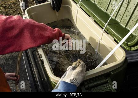 MANCHESTER, Washington - Discovery Alternative High School Kursteilnehmer Travis Avery bereit, einen Container von Coho Lachs schlüpflinge Für die Freisetzung in Beaver Creek am Marinestützpunkt Kitsap - Manchester Feb 7. Die Naval Supply System Befehl Fleet Logistics Center (FLC) NAVSUP Puget Sound Kraftstoff Abteilung hosted lokale High School Studenten 15.000 frisch geschlüpfte Lachs in die wasserlauf durch die Anlage als Teil eines laufenden Schule Projekt zu helfen des Puget Sound Lachs Bevölkerung wiederherstellen zu lösen. Stockfoto