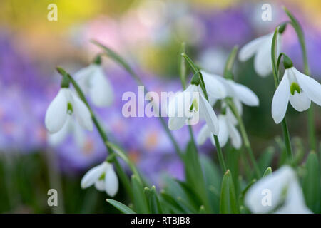 Galanthus. Schneeglöckchen und Krokus Blumen im Gras im Winter. Großbritannien Stockfoto