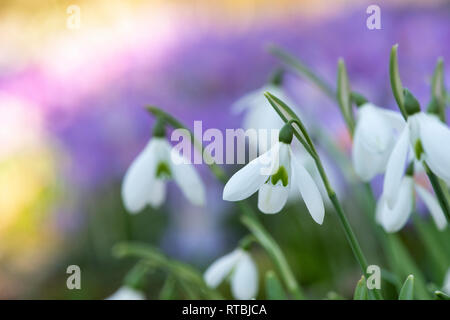 Galanthus. Schneeglöckchen und Krokus Blumen im Gras im Winter. Großbritannien Stockfoto