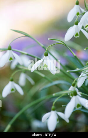 Galanthus. Schneeglöckchen und Krokus Blumen im Gras im Winter. Großbritannien Stockfoto