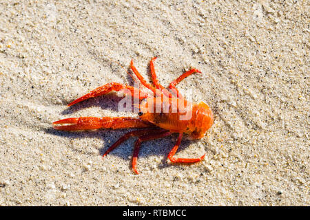 Thunfisch, Krabben gewaschen bis auf den Geliebten Point Beach, Pacific Grove, Monterey Bay, Kalifornien Stockfoto