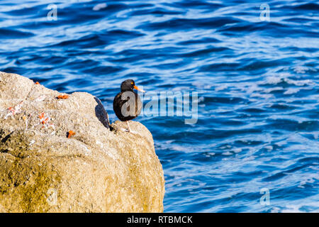 Schwarzer Austernfischer auf einem Felsen, Pazifischer Ozean auf dem Hintergrund, Pacific Grove, Monterey Bay, Kalifornien Stockfoto