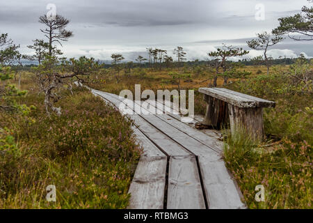 Alte, baufällige Bank auf eine Planke - Weise durch Torf führenden in Lettland Moor. Stockfoto