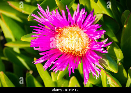 Lila Carpobrotus edulis Blume, Kalifornien Stockfoto