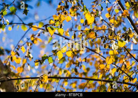 Birken (Betula pendula) bunte Blätter im Herbst auf einem Himmel Hintergrund, Kalifornien