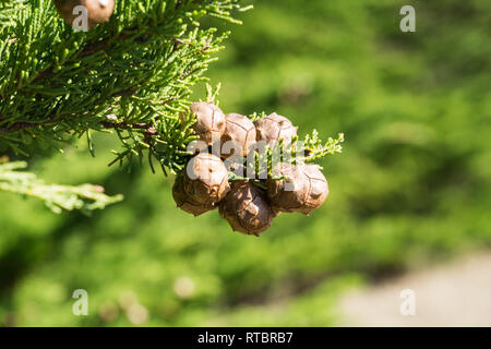 In der Nähe von Monterey Zypressen (Cupressus macrocarpa) Kegel, Kalifornien Stockfoto