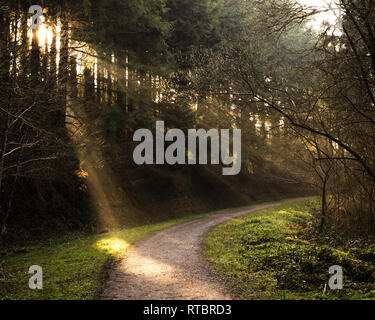 Am frühen Morgen Sonne scheint durch die Bäume. Stockfoto
