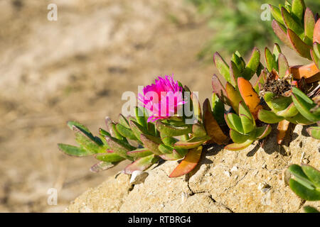 Lila Carpobrotus edulis Blume auf einem Strand, Kalifornien Stockfoto