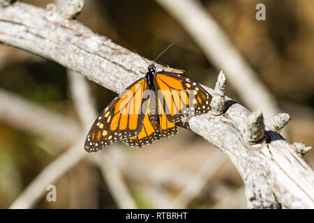 Männliche Monarch Butterfly ruht auf einem Zweig, Half Moon Bay, Kalifornien Stockfoto
