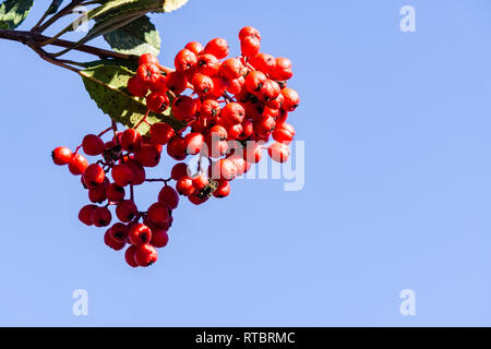 Leuchtend rote Toyon (heteromeles) Beeren, Kalifornien Stockfoto