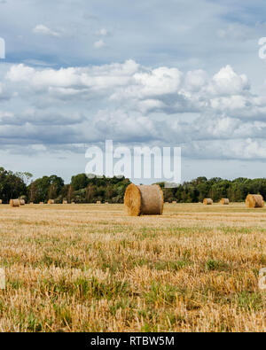 Heu rollt auf einem abgeernteten Getreidefeld an einem sonnigen Sommertag in Lettland. Stockfoto