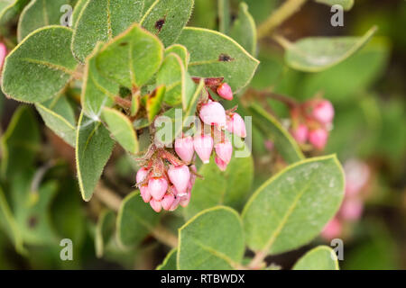 Manzanita Baum rosa Blüten, Kalifornien Stockfoto