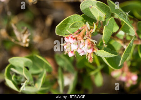 Manzanita Baum rosa Blüten, Kalifornien Stockfoto