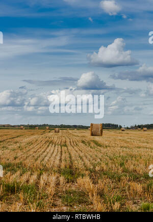 Heu rollt auf einem abgeernteten Getreidefeld in Lettland. Stockfoto