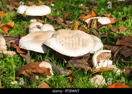 Cluster der Pilze auf der Wiese nach dem Regen, Kalifornien wächst Stockfoto