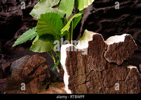 Jameos del Agua, im Lavafeld des Monte Corona, geschaffen von César Manrique, Lanzarote, Kanarische Inseln, Spanien Stockfoto